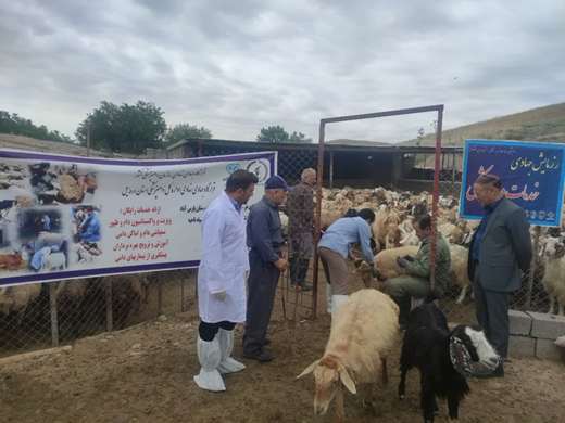 برگزاری اردوی یکروزه جهاد دامپزشکی در قشلاقات مناطق محروم شهرستان پارس آباد